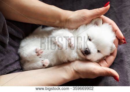 Cute Adorable Fluffy White Spitz Dog Puppy