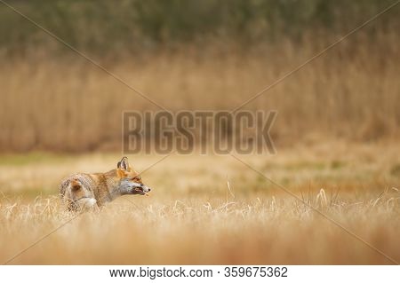 Red Fox With Angry Face Is Eating Small Bird. Wild Fox Feeding Itself In Yellow Grass