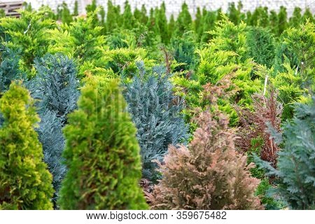 Thuja Seedling Garden Growing In Rows, Ornamental Plants For Landscape Design.
