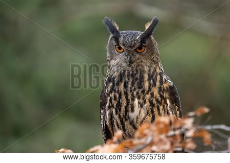 Eurasian Eagle-owl From Closeup Looking Oto The Camera. Bubo Bubo