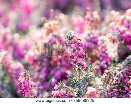 Blooming Calluna Vulgaris, Known As Common Heather, Ling, Or Simply Heather. Natural Spring Backgrou