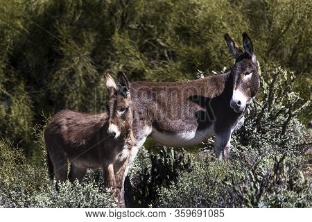 Wild Burros In The Sonoran Desert Near Phoenix, Arizona