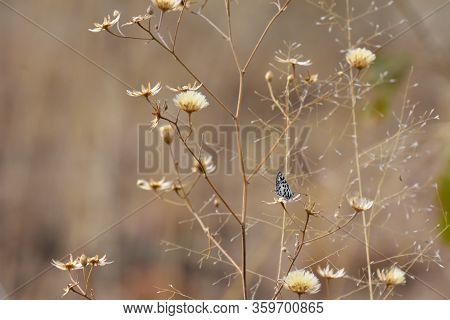 Thorn-tree Blue Butterfly In African Grassland (azanus Moriqua), Rustenburg, South Africa