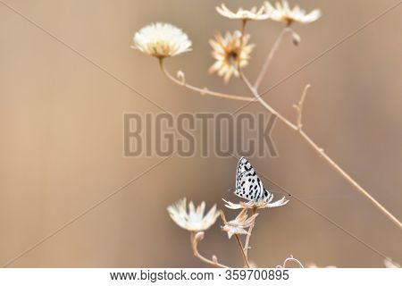 Small Thorn-tree Blue Butterfly In Grassland (azanus Moriqua), Rustenburg, South Africa