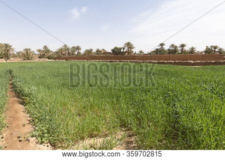 Barley Plantation In M'hamid El Ghizlane.