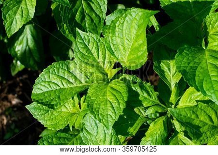 Green Leaves Caraway Is A Flavorful And Aromatic Herb For Picy Food.