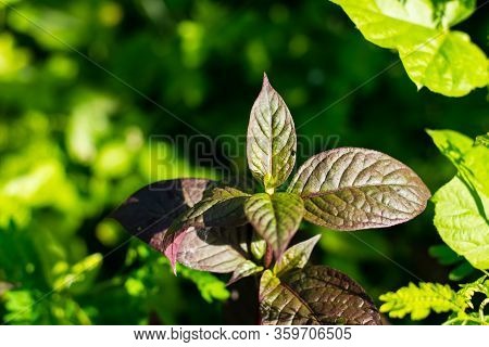 Alternanthera Brasiliana Leaves In The Garden, Ornamental Tree