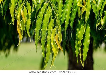 Polyalthia Longifolia (the Ashoka Native To India) Green Leaves On Tree.