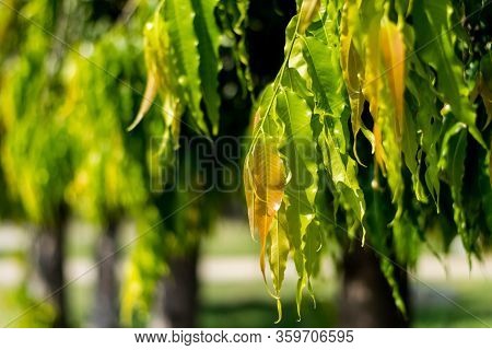 Polyalthia Longifolia (the Ashoka Native To India) Green Leaves On Tree.