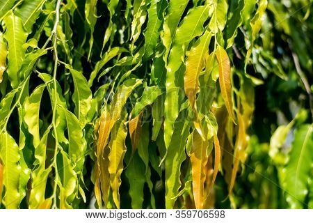 Polyalthia Longifolia (the Ashoka Native To India) Green Leaves On Tree.