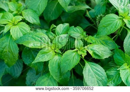 Green Leaves Caraway Is A Flavorful And Aromatic Herb For Picy Food.