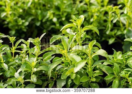 Stevia Tree Plant In The Herb Garden On The Morning Sunshine