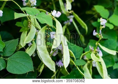 Lablab Purpureus Growing In The Vegetable Garden