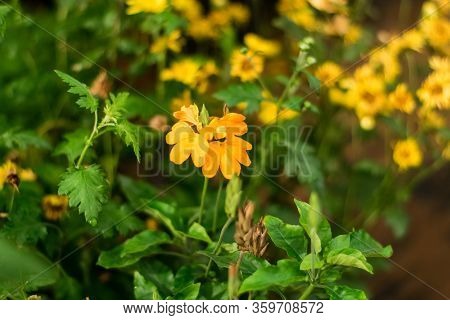 Orange Flower Of Barleria Strigosa Willd In The Herb Garden