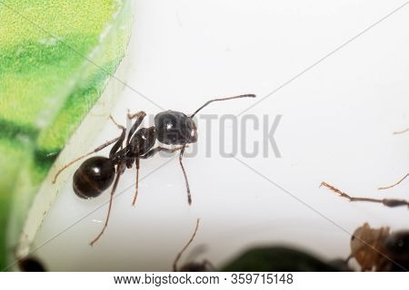 Brown Ant Messor Structor On White Background