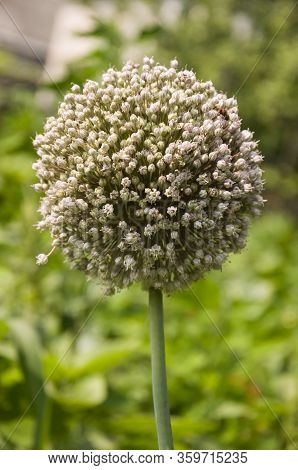 Bloomig Onion With Much Little Flowers Grow In The Garden