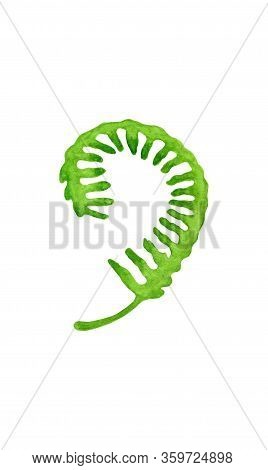 Watercolor Green Fern Leaf. Hand Painted Round Forest Plant Polypodiopsida Isolated On White Backgro
