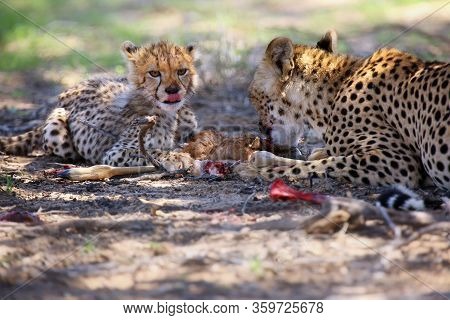 The Cheetah Cub (acinonyx Jubatus) And His Mother Are Eating Antelope. Cheetahs In The Desert.