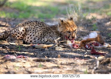 The Cheetah Cub (acinonyx Jubatus) And His Mother Are Eating Antelope. Cheetahs In The Desert.