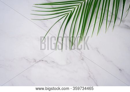 Tropical Green Palm Leaf On White Marble Background. Flat Lay, Top View. Copy Space For Your Text. R
