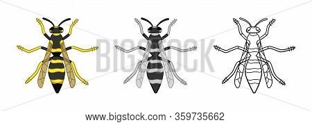 Top View Wasps Set In Different Styles Isolated Illustration On White Background