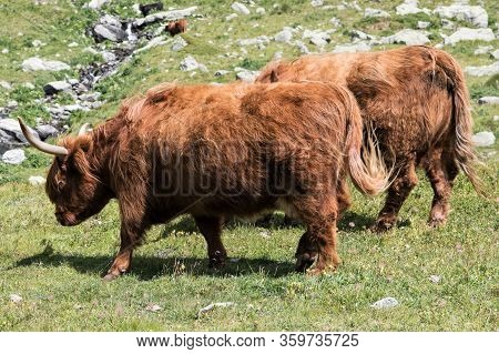 Two Grazing Galloway Cows  - Seminatural Managing Of The A Montain Pasture With Galloway Cattle Is A