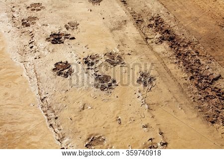 Lion Track In The Wet Desert. Tracks On The Wet Road.