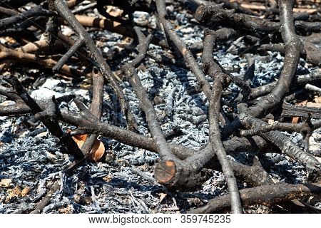 Closeup Burned Firewood With Ash On The Ground From Fire