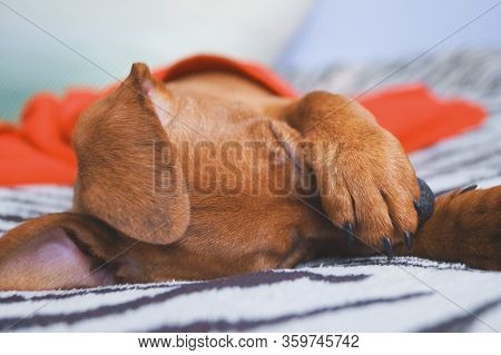 Little Ricochet Puppy Breeds Pincher Closes The Paw Eye During Sleep Portrait Macro