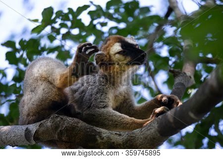 One Lemur Sits On A Branch And Scratches Behind The Ear