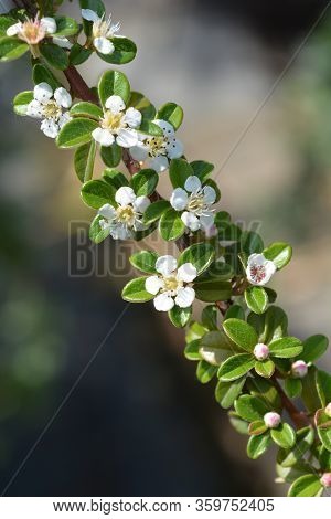 Cotoneaster Coral Beauty - Latin Name - Cotoneaster X Suecicus Coral Beauty