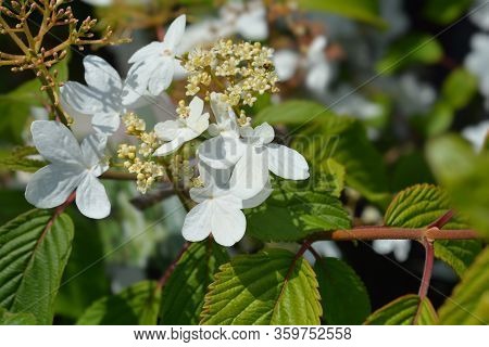 Japanese Snowball - Latin Name - Viburnum Plicatum Var. Tomentosum