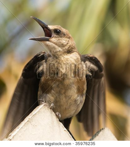 Brown diresse testabruna