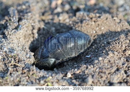 A Black And Blue Beetle Digs A Cave. Oil Beetles Are Toxic.