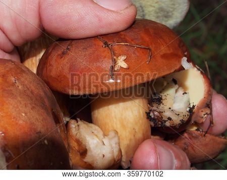 Edible Mushrooms In The Hand Of A Person. Forest Mushrooms-boletus. Porcini.