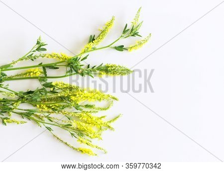 Yellow Melilotus Officinalis, Known As Yellow Sweet Clover On White Background. Plants Have A Charac