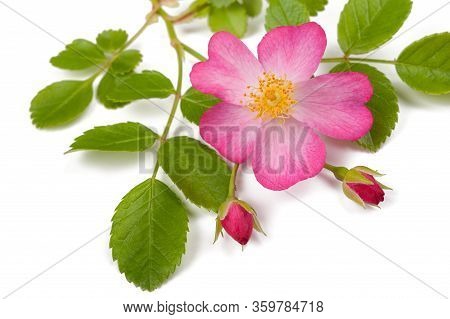 Dog Rose Flowers Isolated On White Background