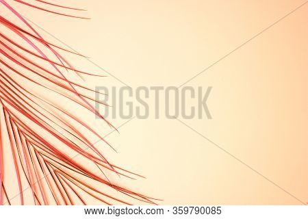 Creative Layout Of Painted Foliage On Peach Color Pink Background With Free Space For Text. Top View