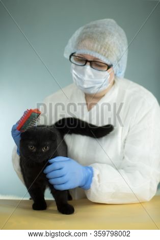 A Specialist Takes Care Of Animals Using A Special Tool. Hair Salon For Cats.
