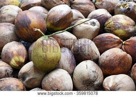 Green- Brown Coconut On The Coconut Piles , Close Up
