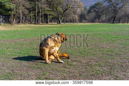 Dog With A Collar Itches On The Grass
