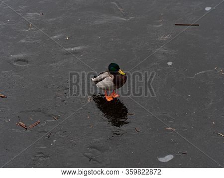 Wild Duck Walks On A Frozen Pond