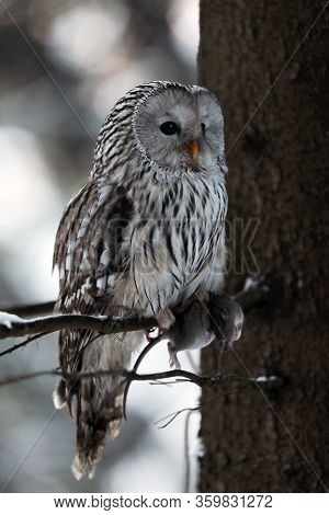 Ural Owl (strix Uralensis) Sit On Branch With Prey