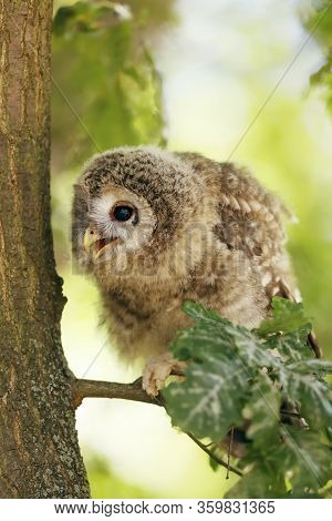 Young Tawny Owl - Strix Aluco Sin On The Branch In Leaves Of A Tree