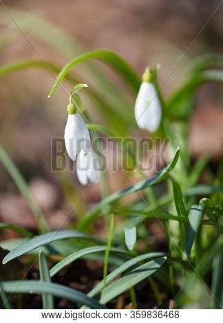 Snowdrops (galanthus) In The Spring Forest. Harbingers Of Warming Symbolize The Arrival Of Spring.