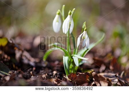 Snowdrops (galanthus) In The Spring Forest. Harbingers Of Warming Symbolize The Arrival Of Spring.