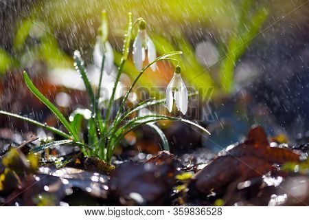 Snowdrops (galanthus) With Rain In The Sunlight. Harbingers Of Warming Symbolize The Arrival Of Spri