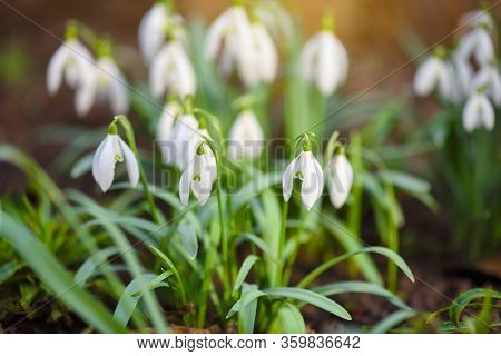 Snowdrops (galanthus) In The Spring Forest. Harbingers Of Warming Symbolize The Arrival Of Spring.