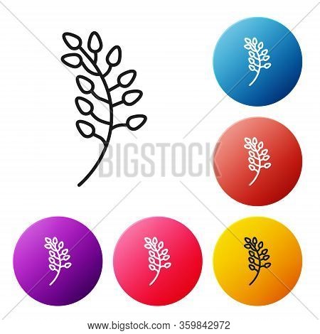 Black Line Willow Leaf Icon Isolated On White Background. Set Icons Colorful Circle Buttons. Vector 