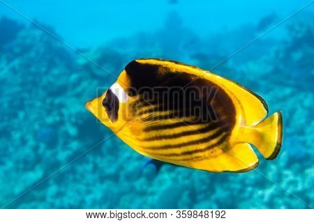 Raccoon Butterflyfish (chaetodon Lunula), Clear Blue Turquoise Water. Colorful Tropical Coral Fish I